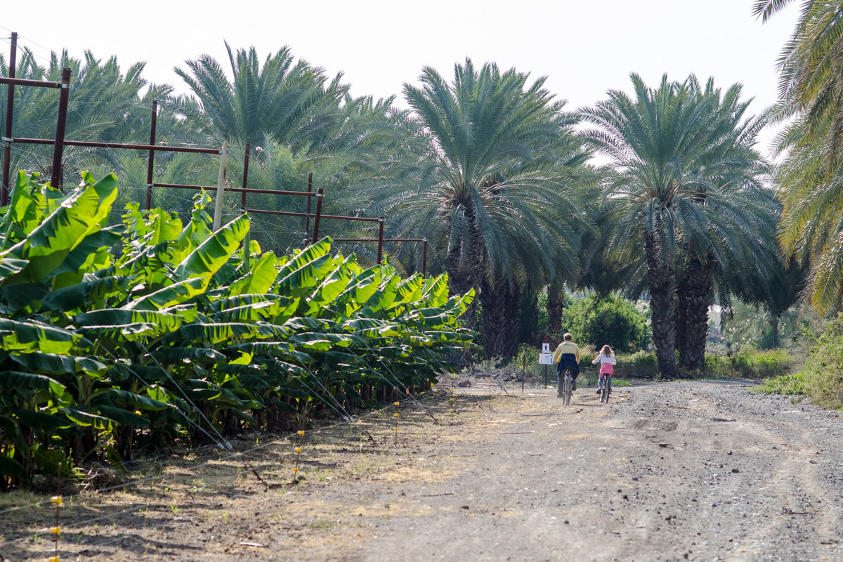 מעגניים השכרת אופניים בכנרת