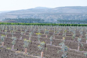 מעגניים השכרת אופניים בכנרת